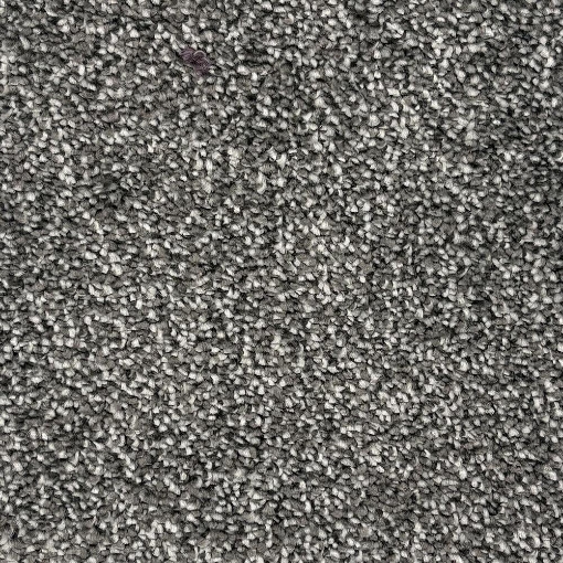 Royal Collection 76 carpet